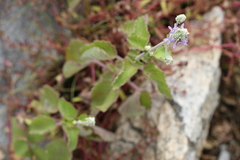 Anisochilus carnosus